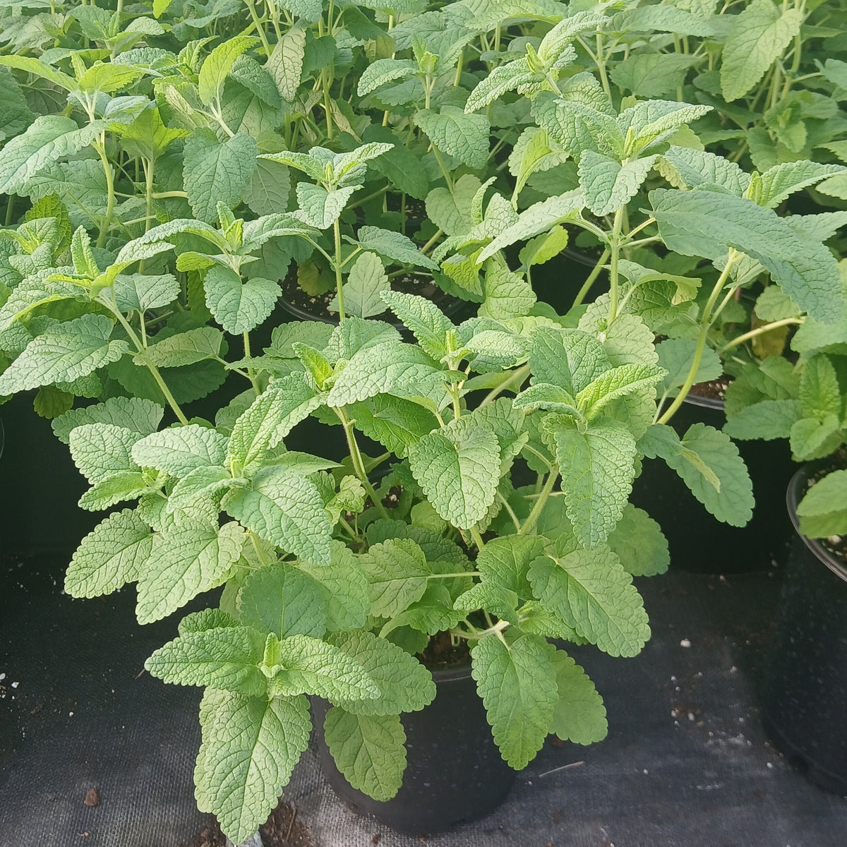 Teucrium hircanicum Purple Tails 1G