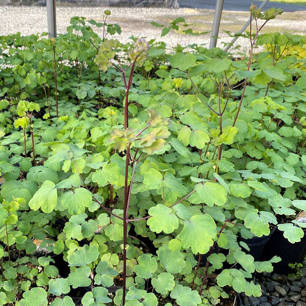 Thalictrum Nimbus White 1Q