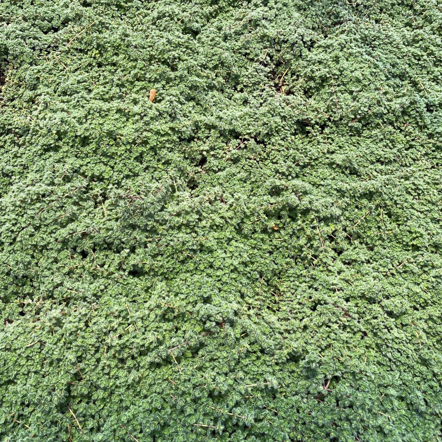 Thyme Woolly 3.25"