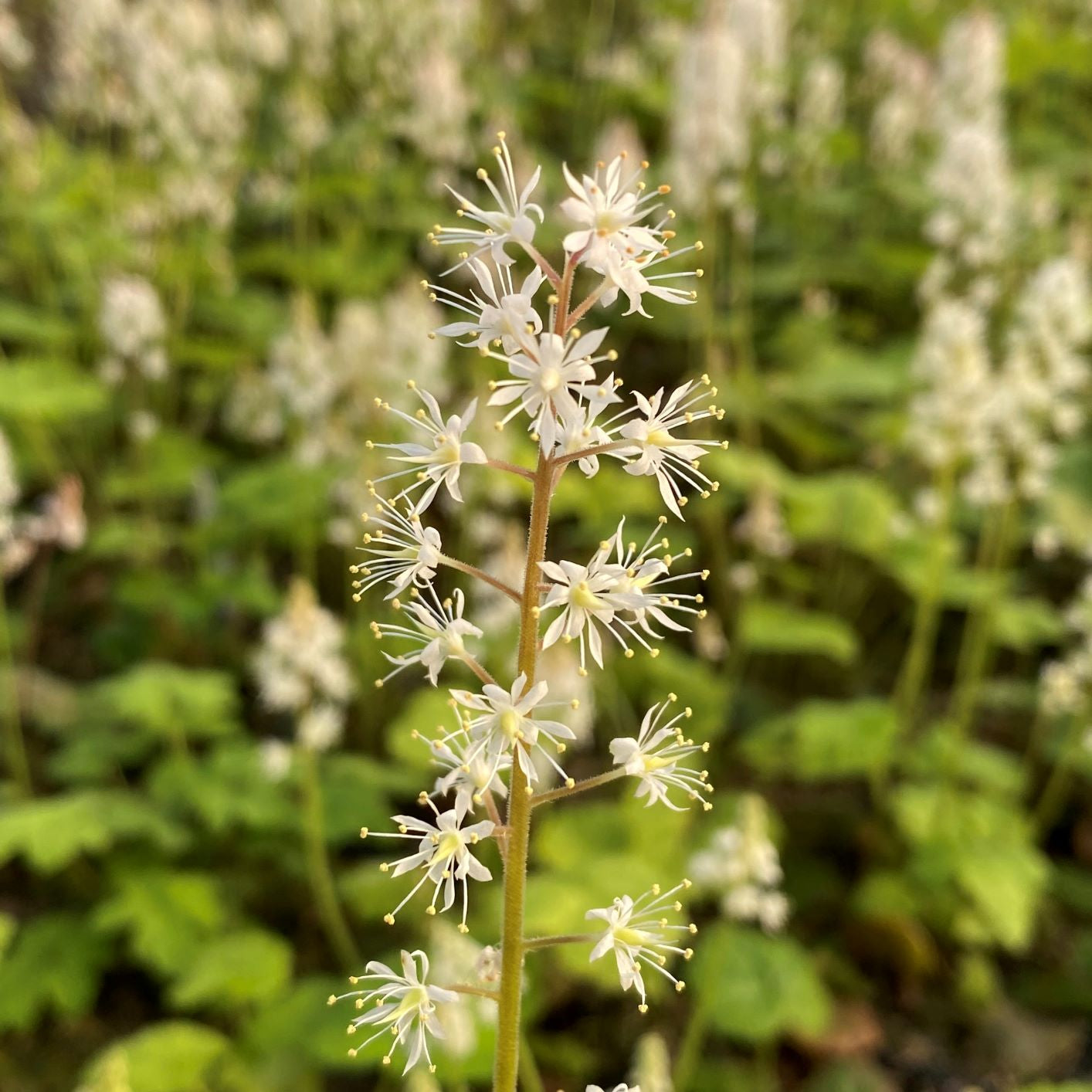 Tiarella cordifolia 3.25"