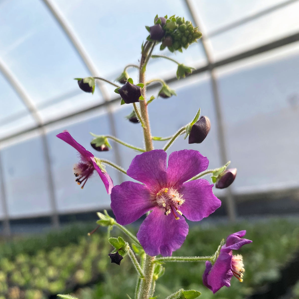 Verbascum phoeniceum Violetta 1G