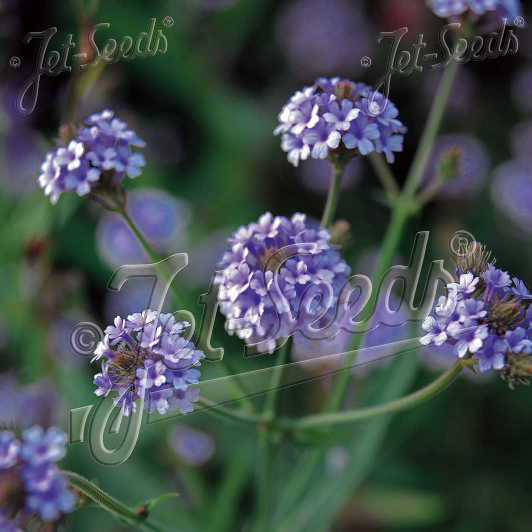Verbena rigida 1Q