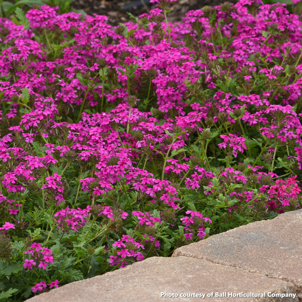 Verbena x Homestead Hot Pink 1G
