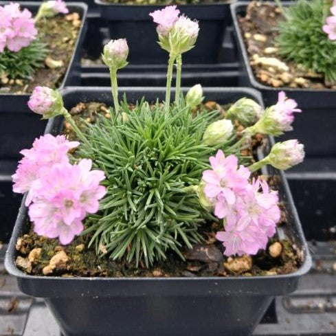 Armeria maritima Victor Reiter 3.25"