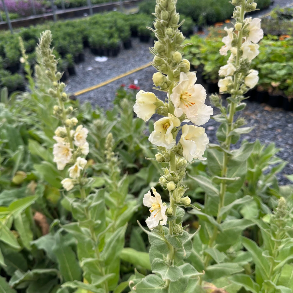 Verbascum x Snow Maiden 1Q