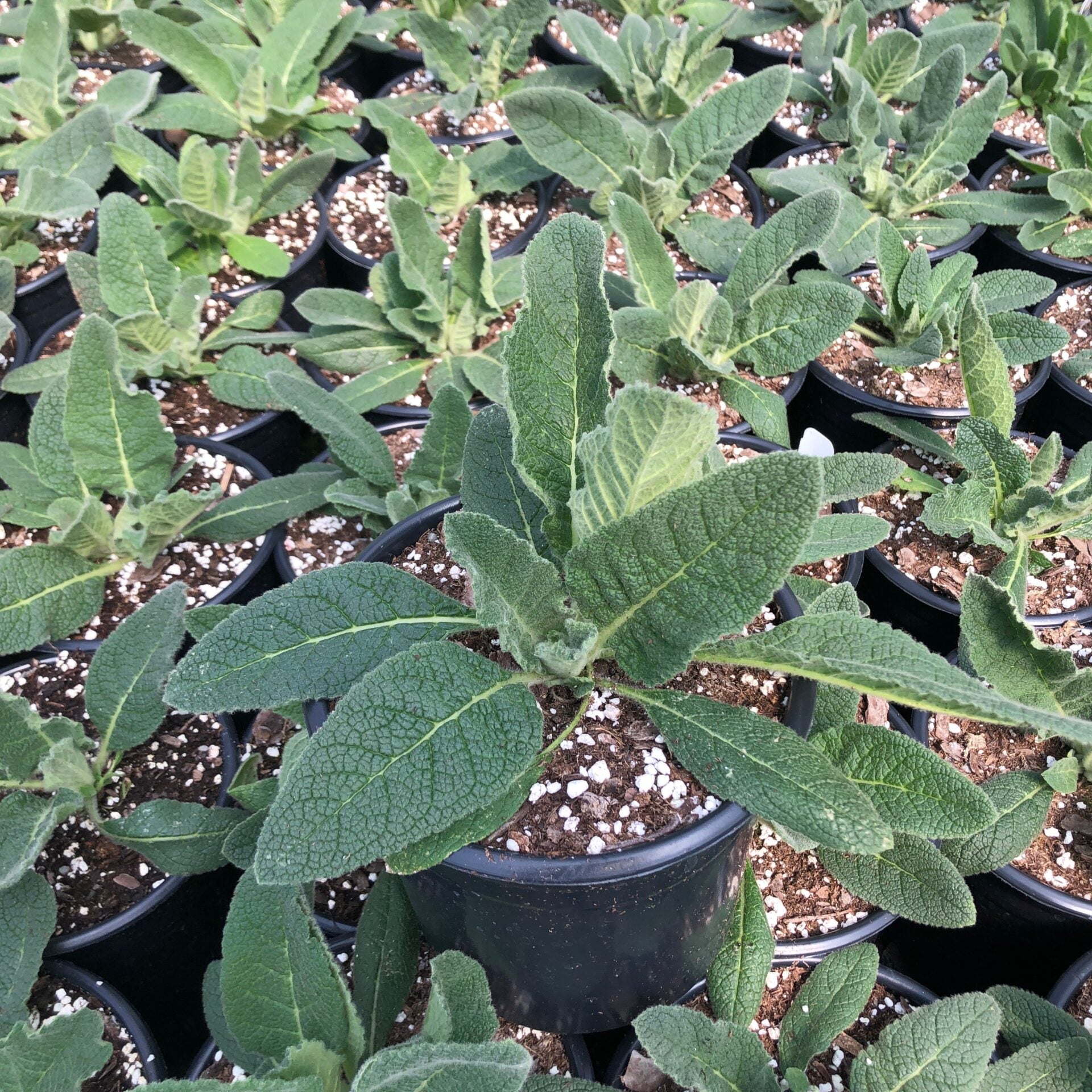Verbascum x Snow Maiden 1Q