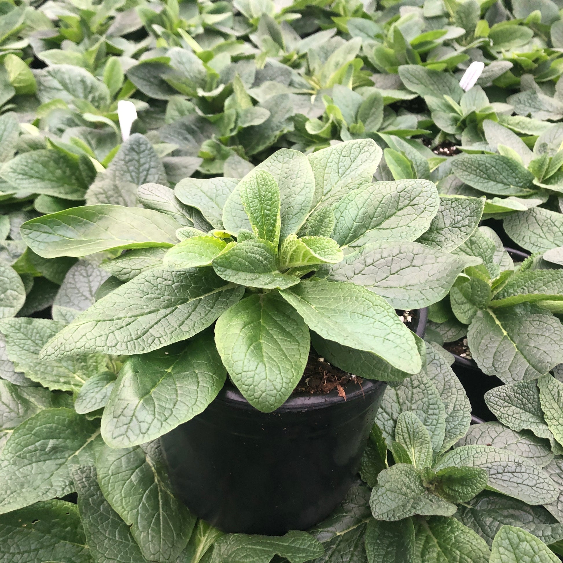 Verbascum phoeniceum Violetta 1G