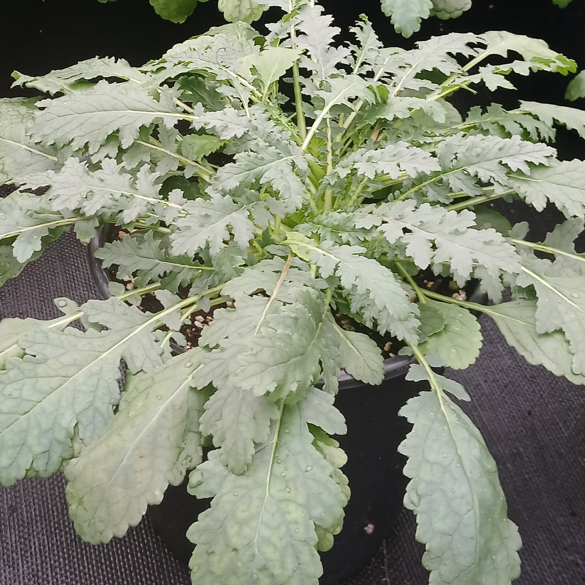 Verbascum roripifolium 1G
