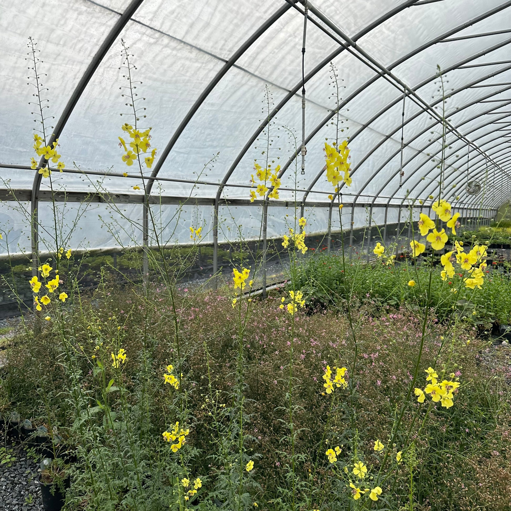 Verbascum roripifolium 1G