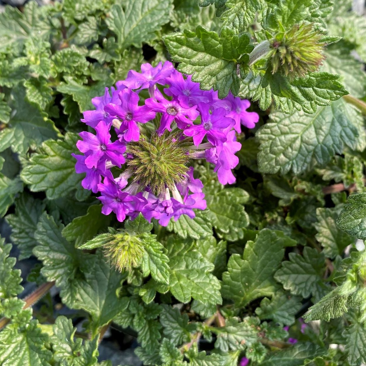 Verbena x Homestead Purple 1G