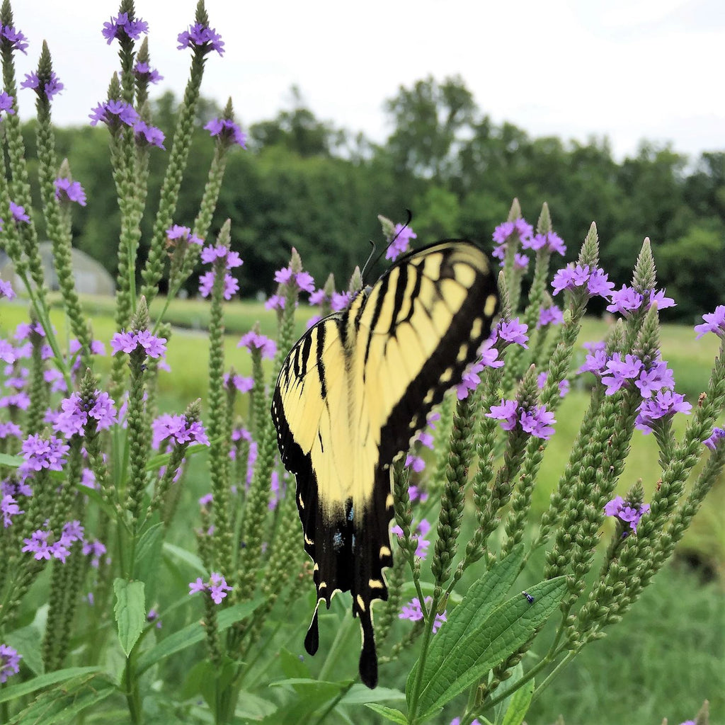 Verbena hastata 1G