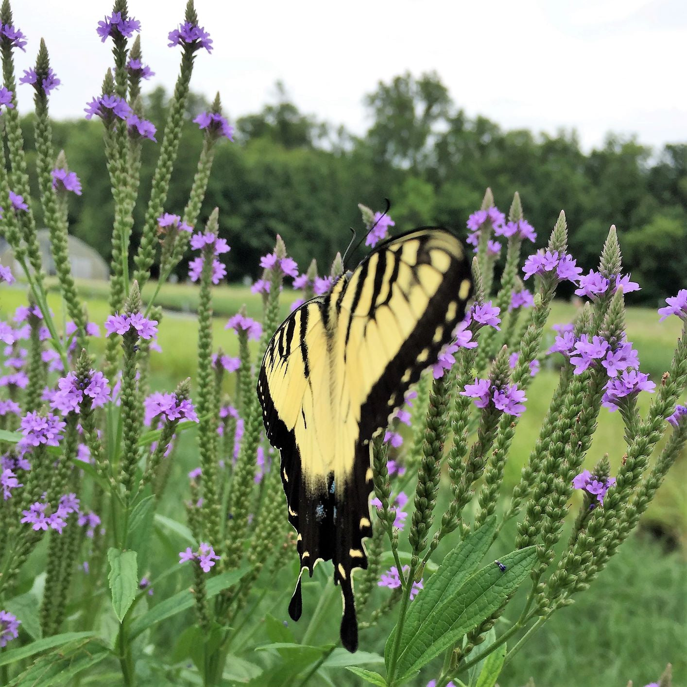 Verbena hastata 1G