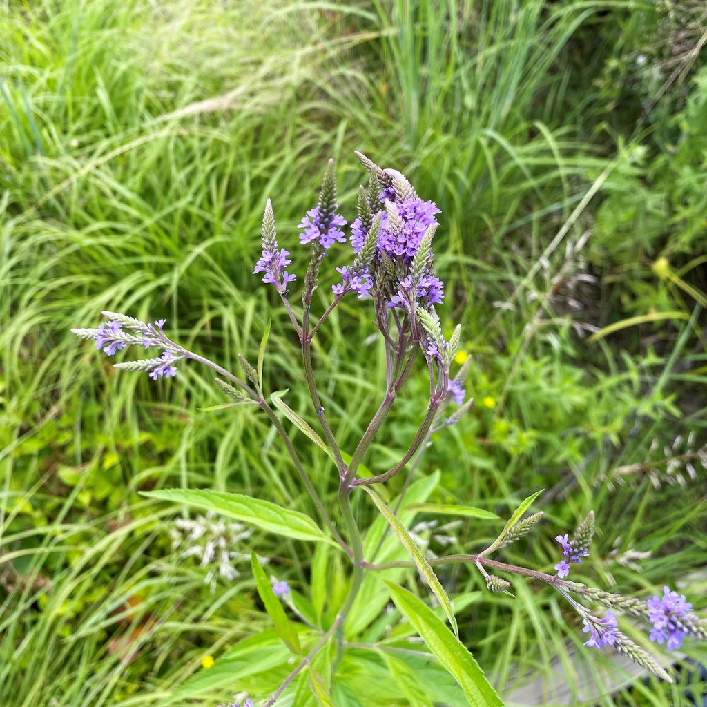Verbena hastata 1G