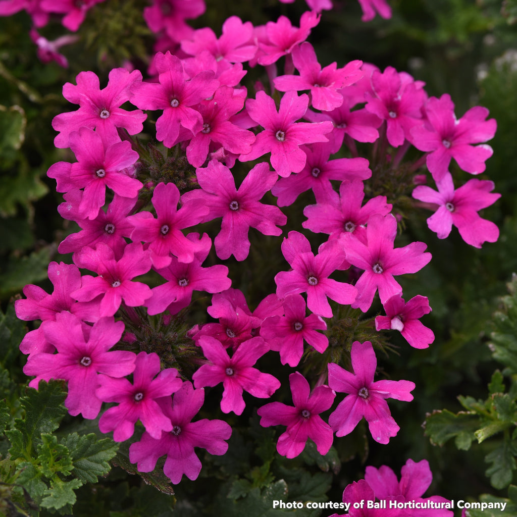 Verbena x Homestead Hot Pink 1G