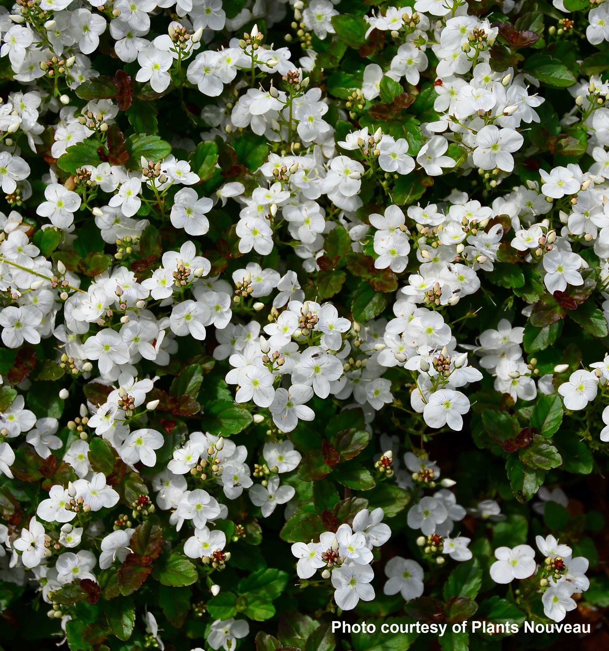 Veronica x Whitewater 1G