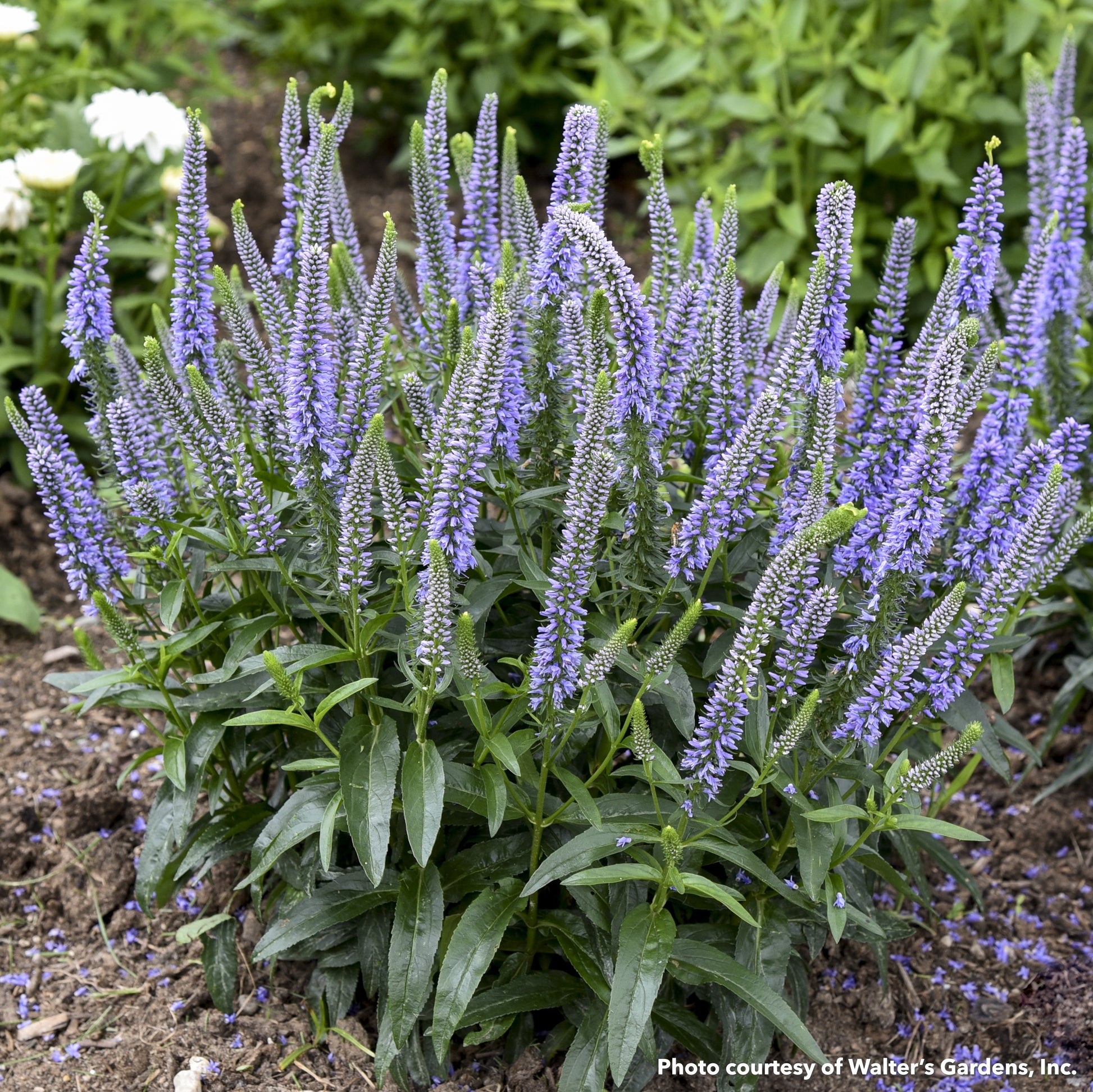 Veronica x Magic Show Ever After 1G