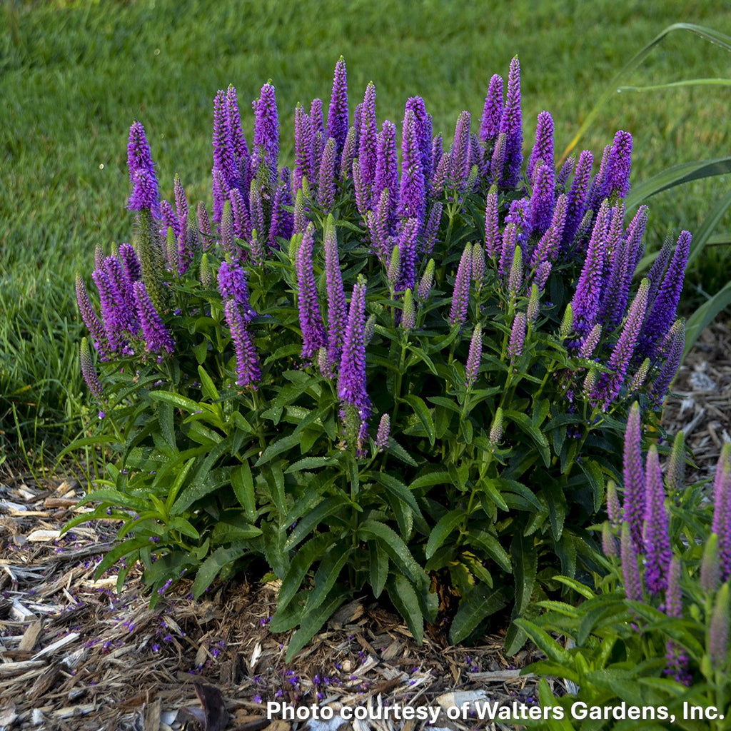 Veronica x Magic Show® Purple Illusion 1G