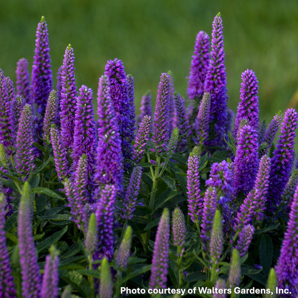 Veronica x Magic Show® Purple Illusion 1G