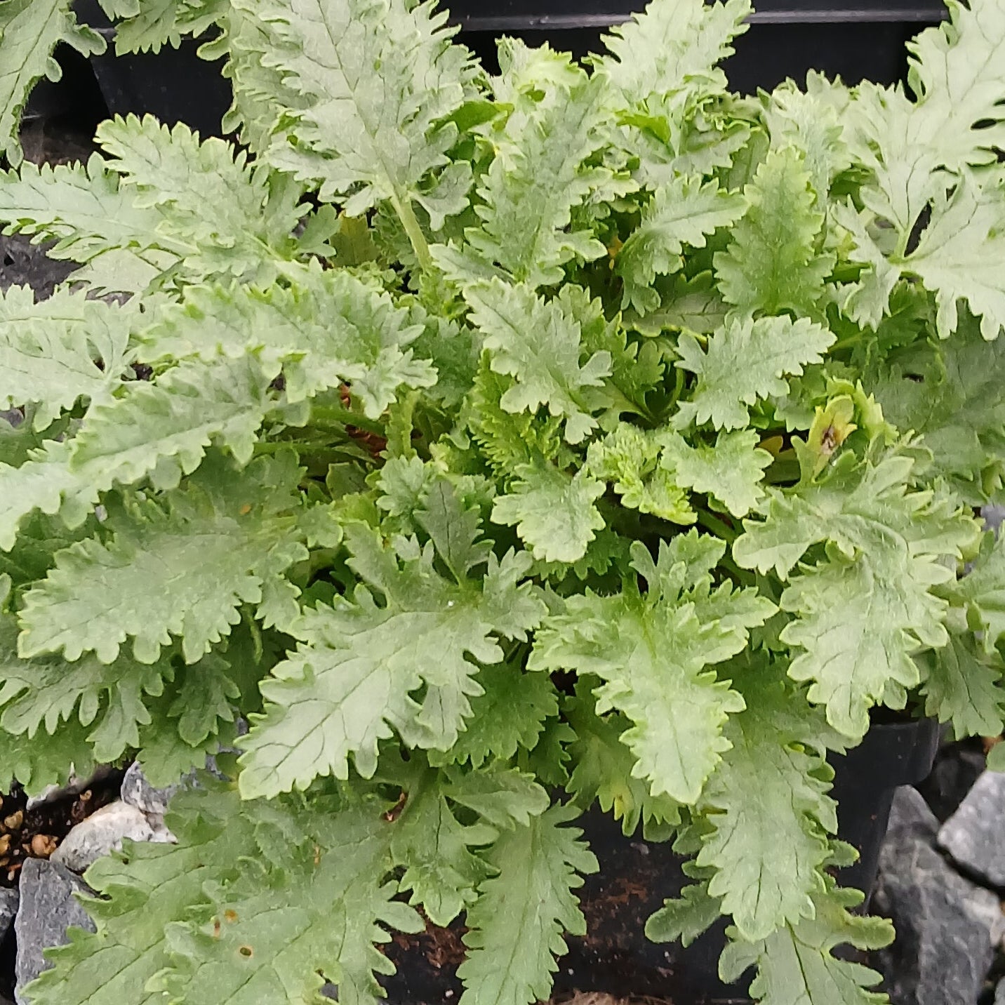 Veronica schmidtiana 1Q