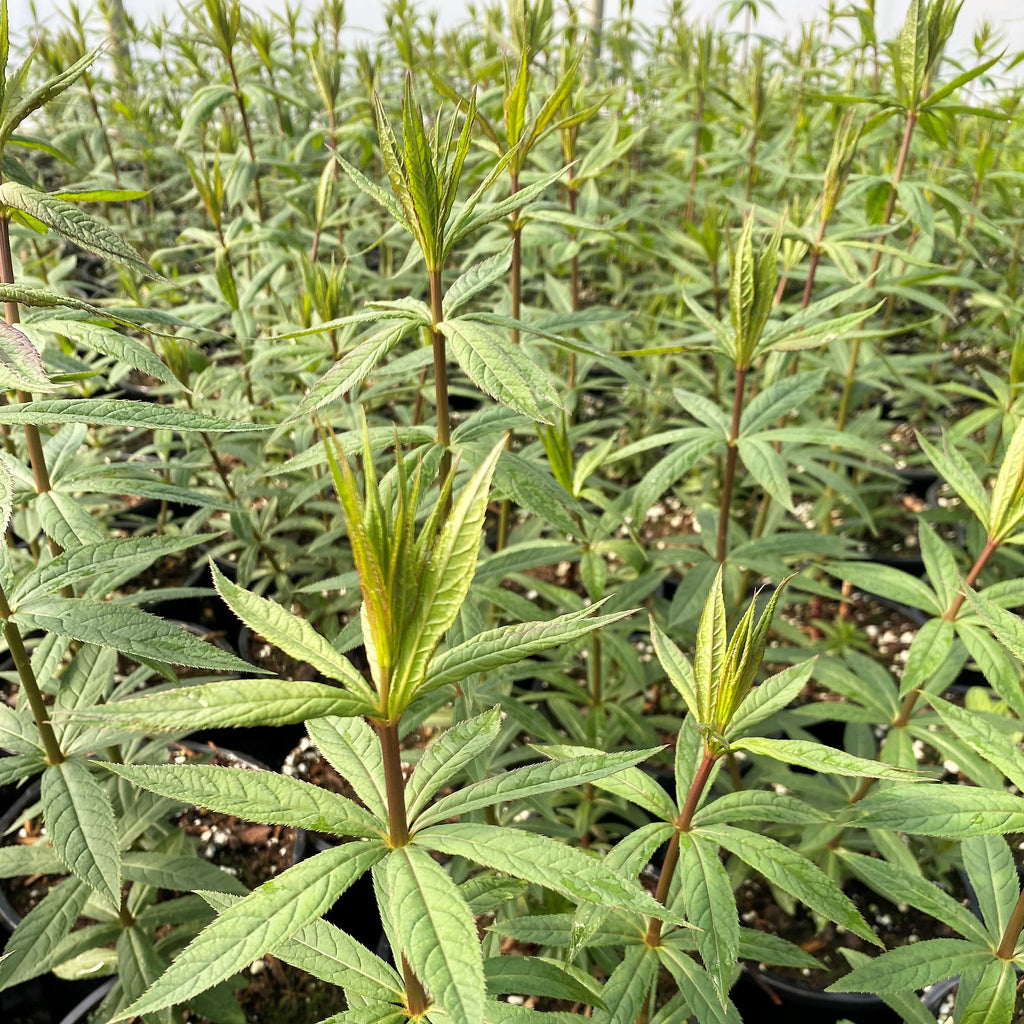 Veronicastrum virginicum 1G