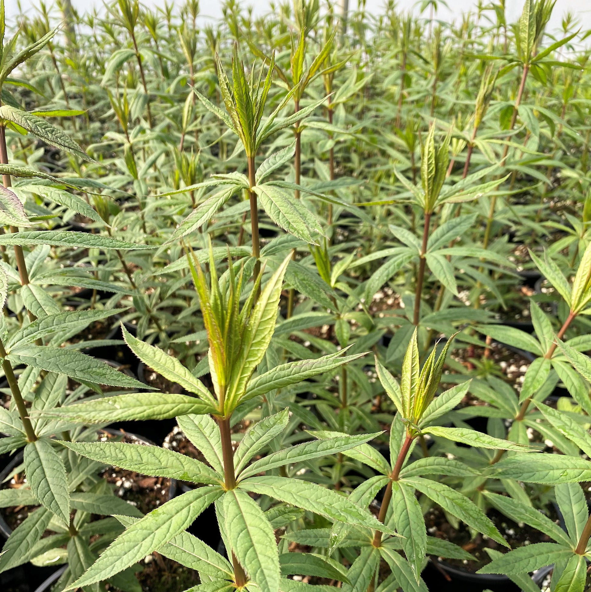 Veronicastrum virginicum 1G
