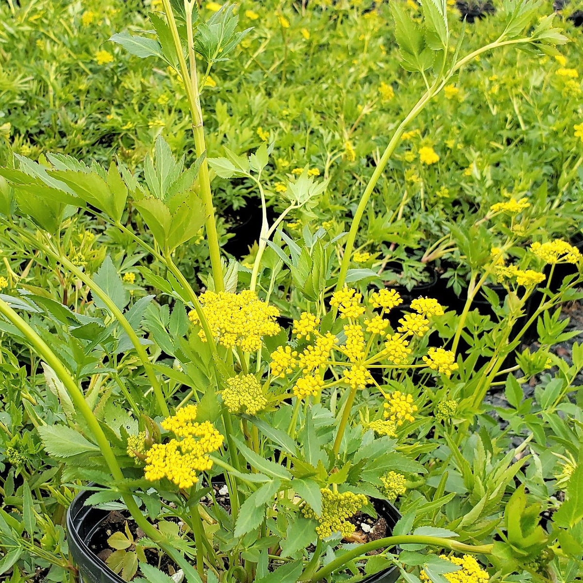 Zizia aurea 1G