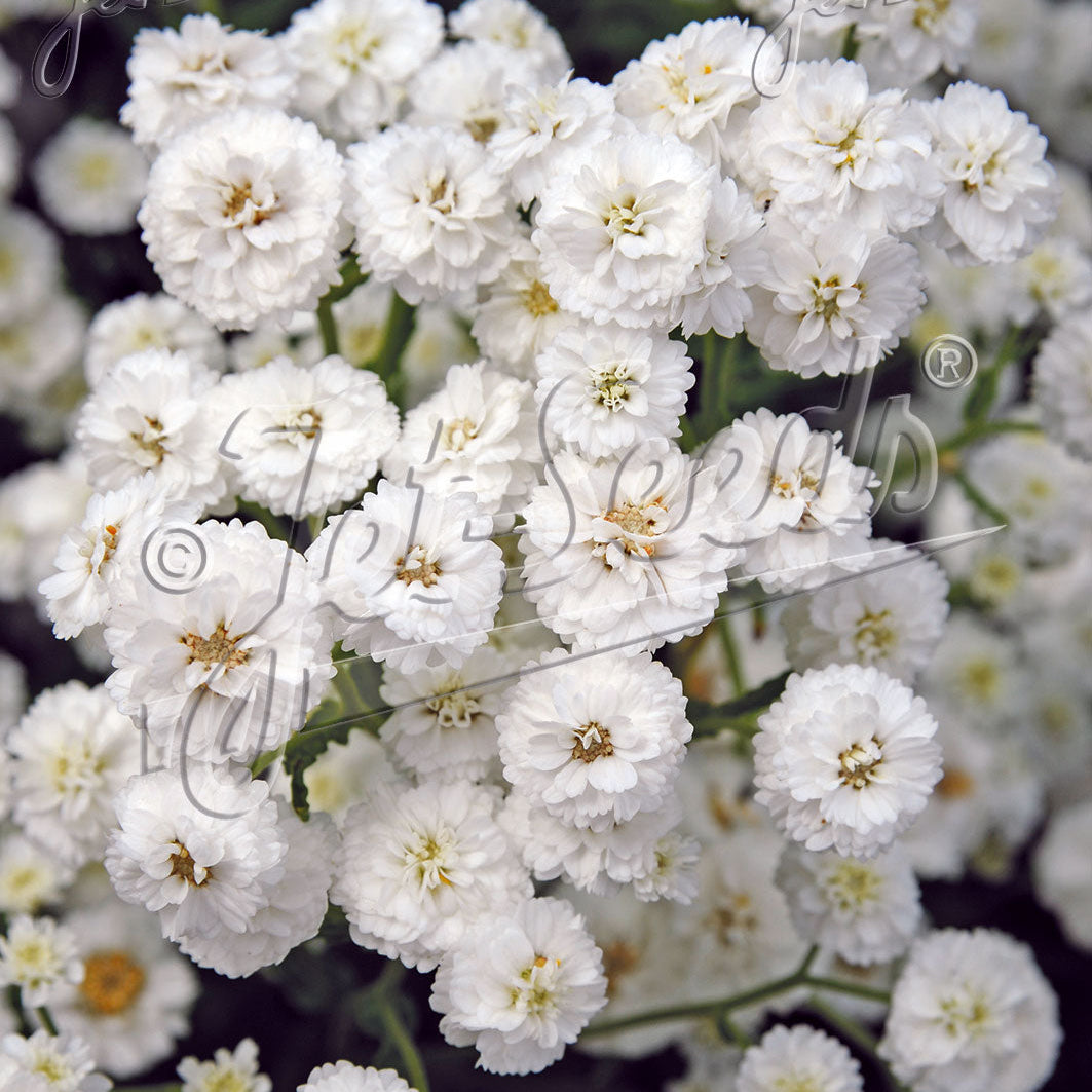 Achillea ptarmica Ballerina 1Q