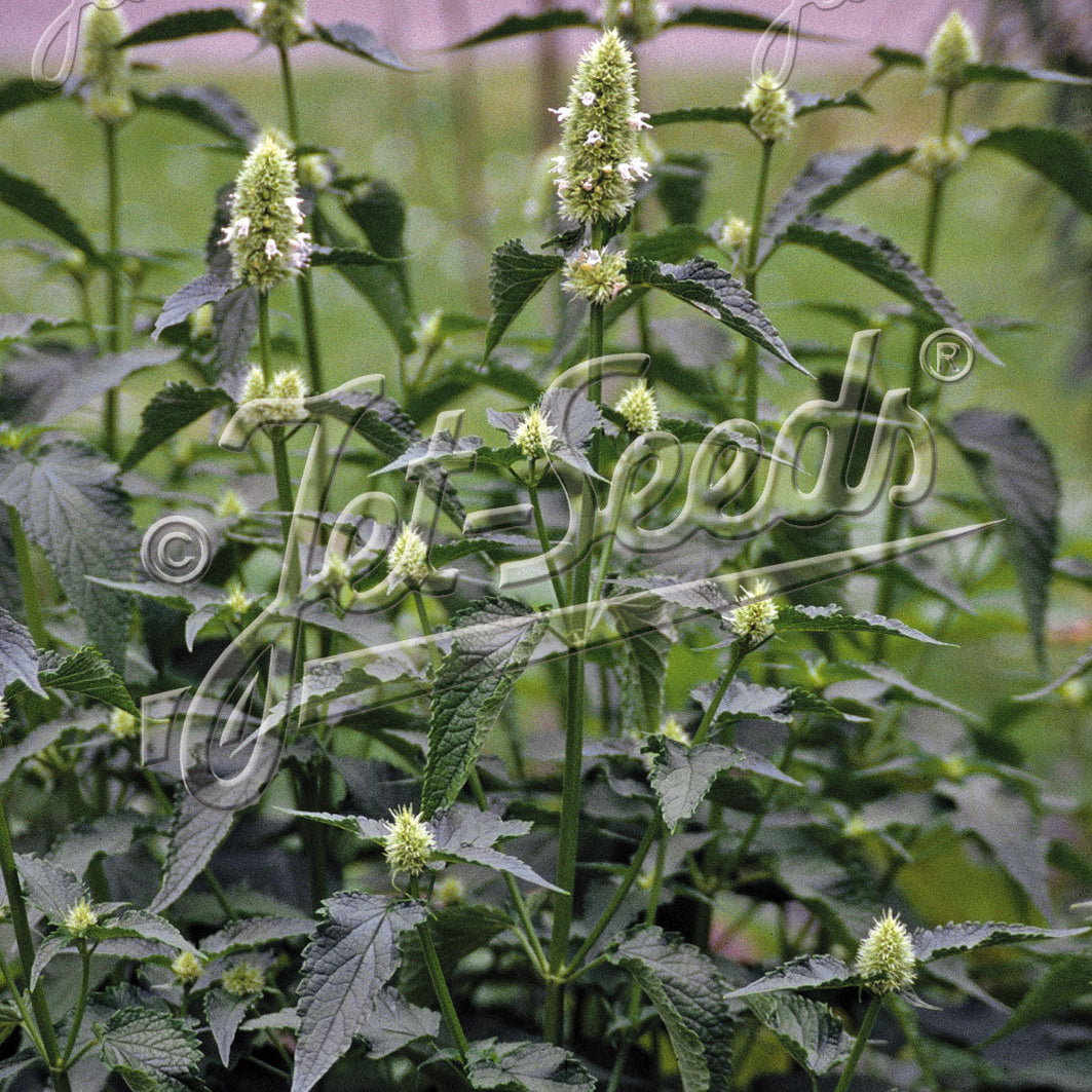 Agastache nepetoides 1Q