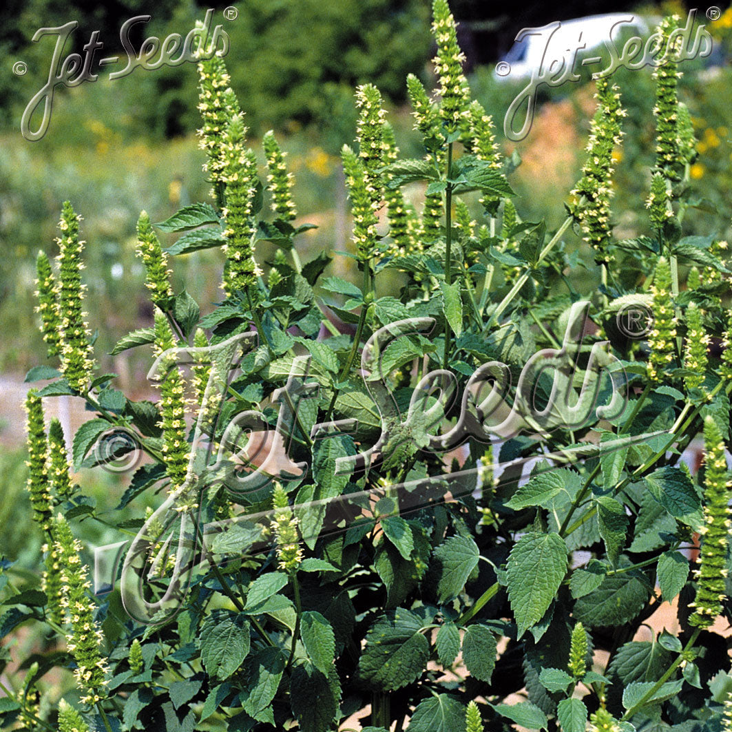 Agastache nepetoides 1Q
