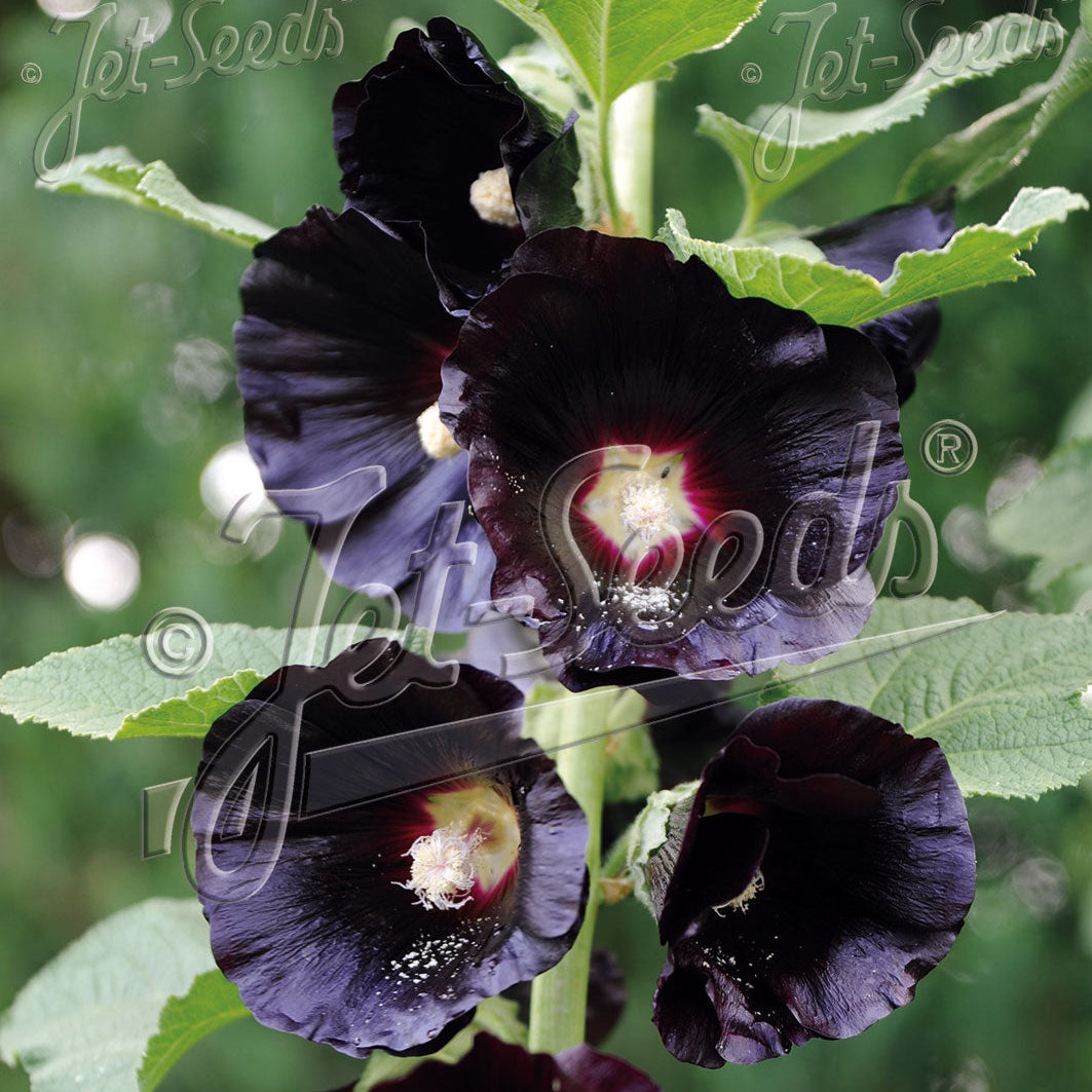 Alcea rosea Arabian Nights 1Q
