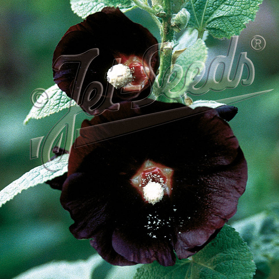 Alcea rosea Arabian Nights 1Q