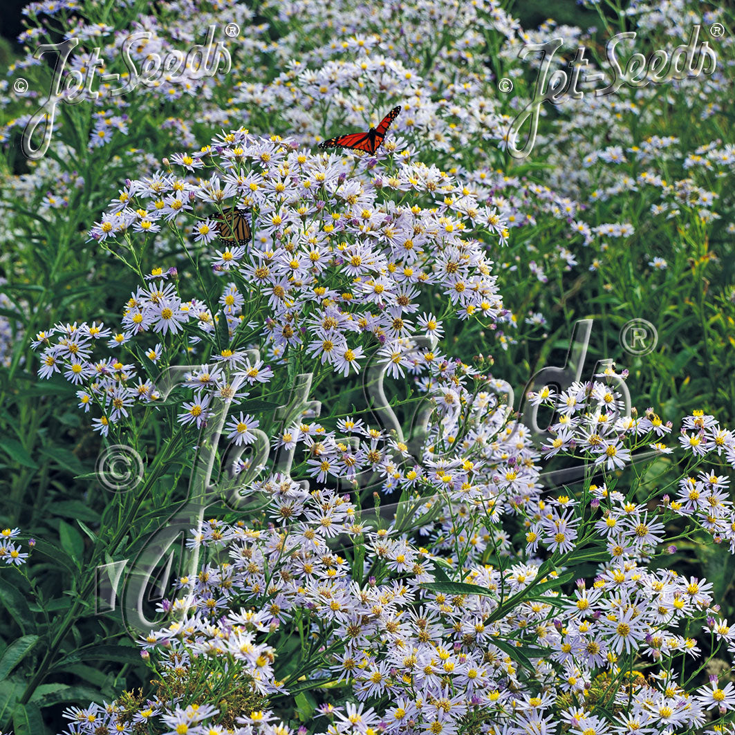 Aster tataricus 1G