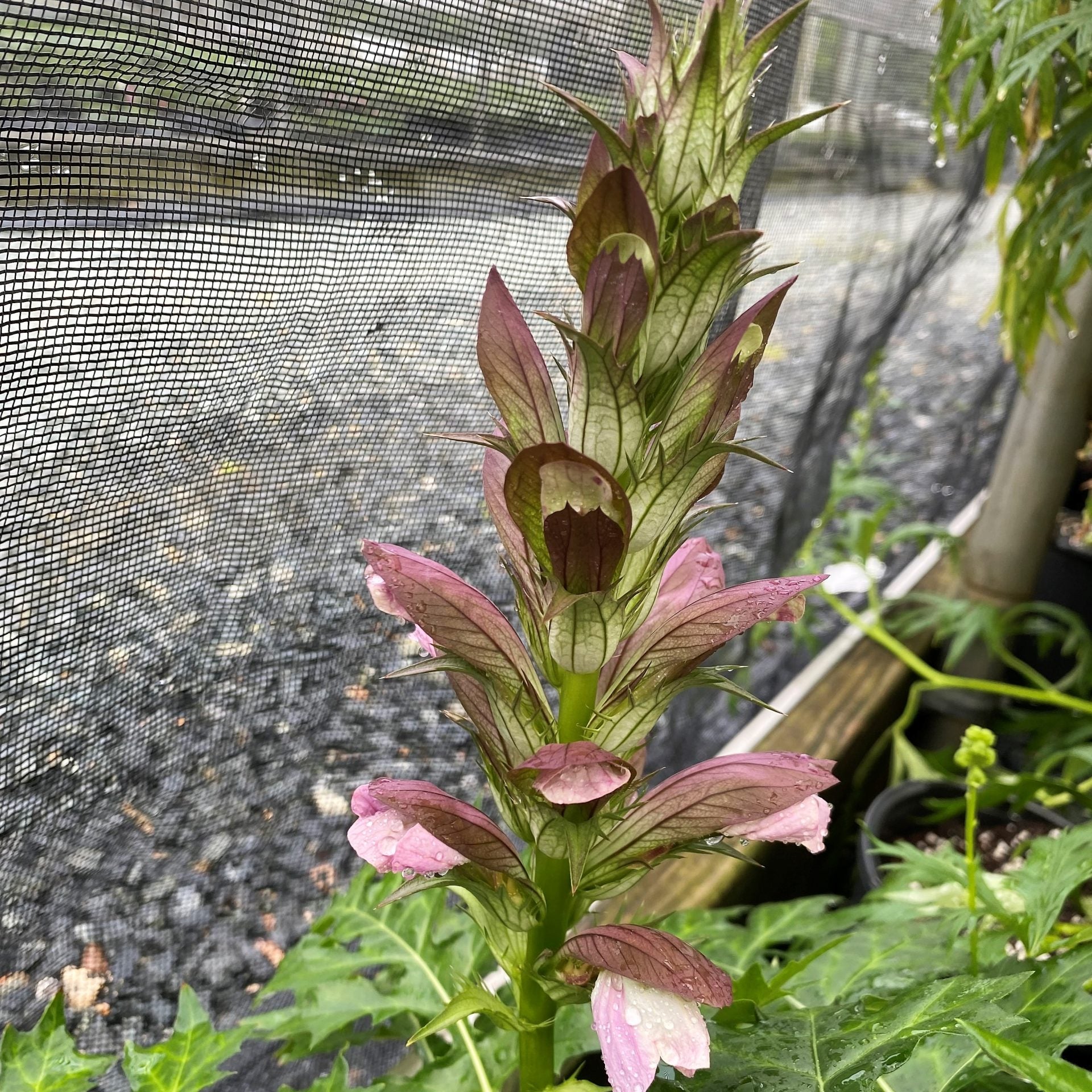 Acanthus x Morning Candle 1G