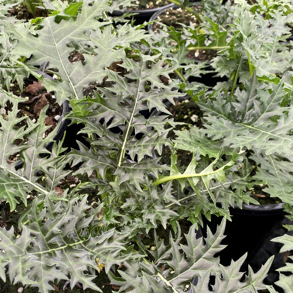 Acanthus spinosus 1G