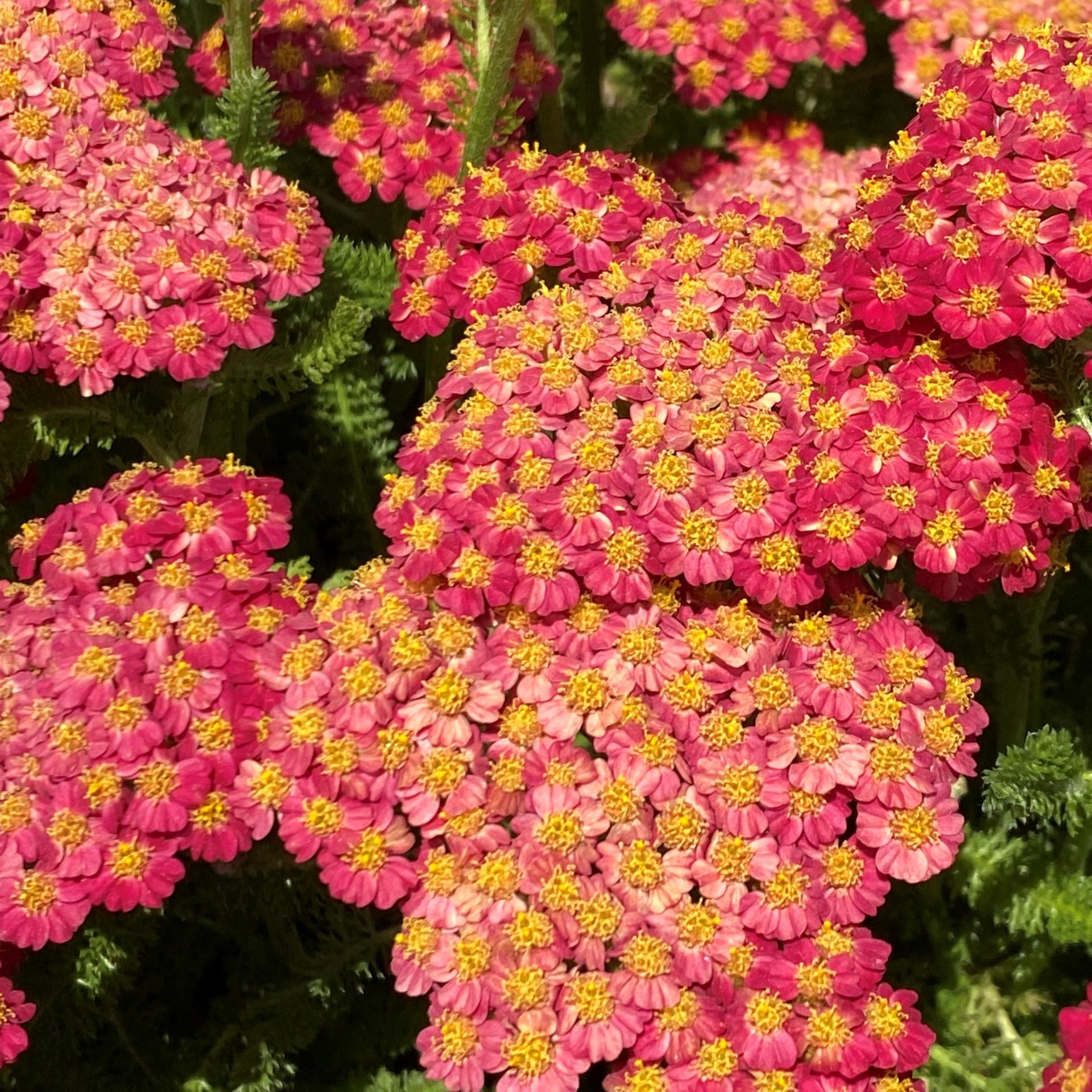Achillea millefolium Desert Eve Red 1G
