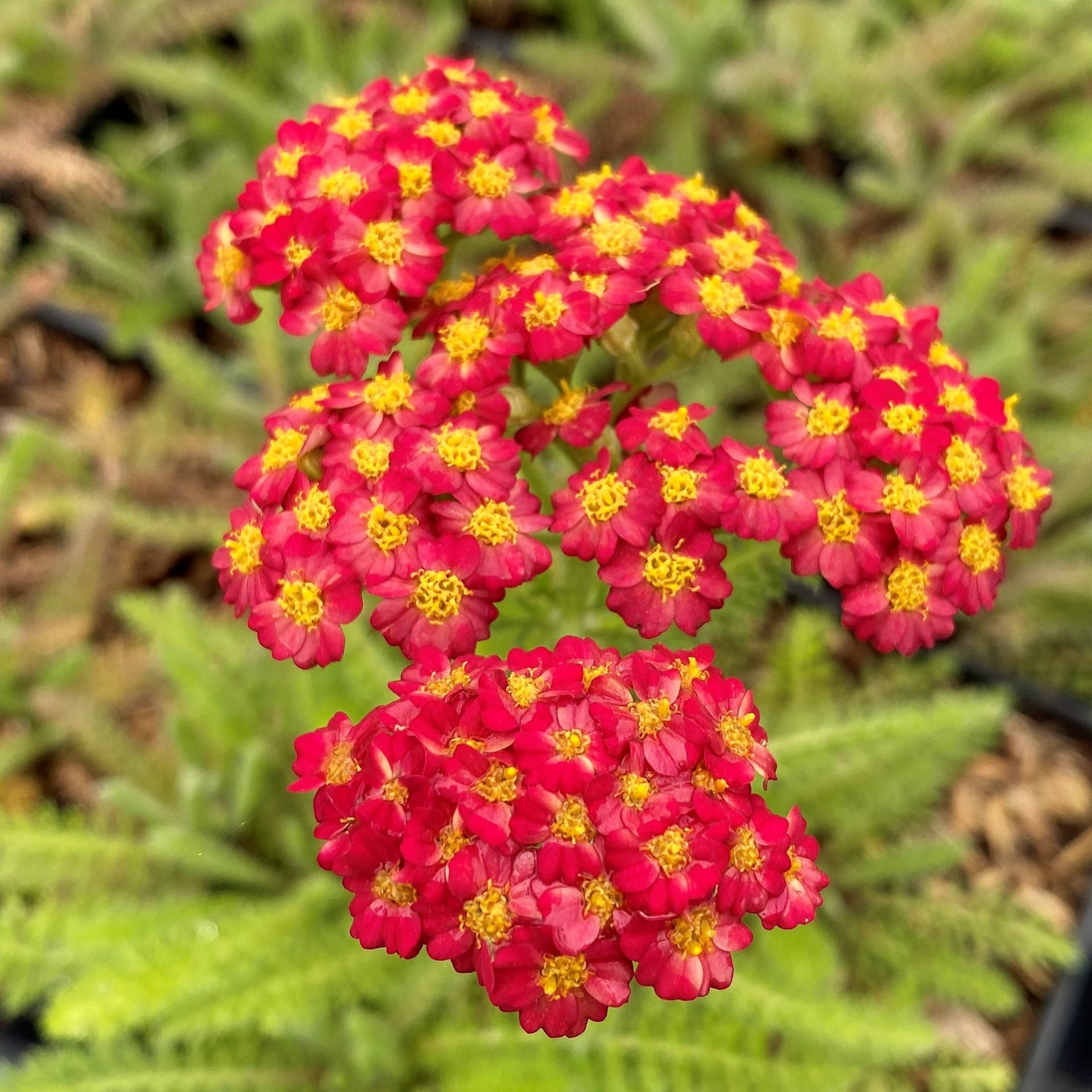 Achillea millefolium Desert Eve Red 1G