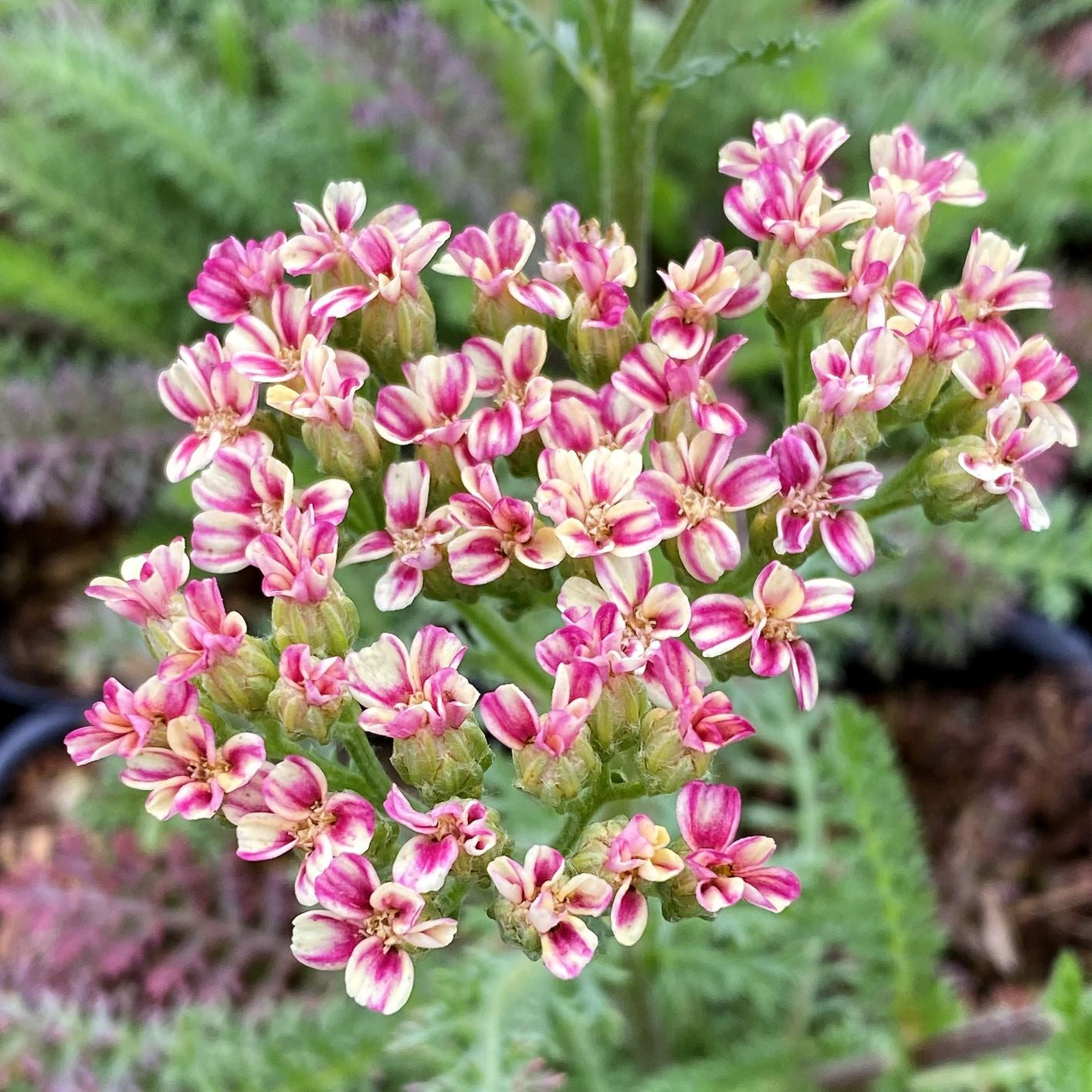 Achillea sp. Desert Eve Deep Rose 1G