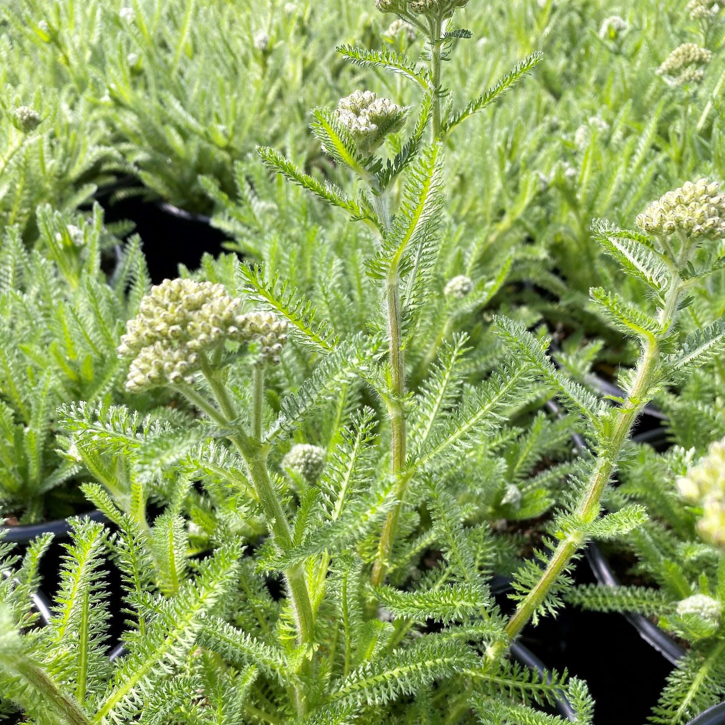 Achillea sp. Desert Eve Terracotta 1G