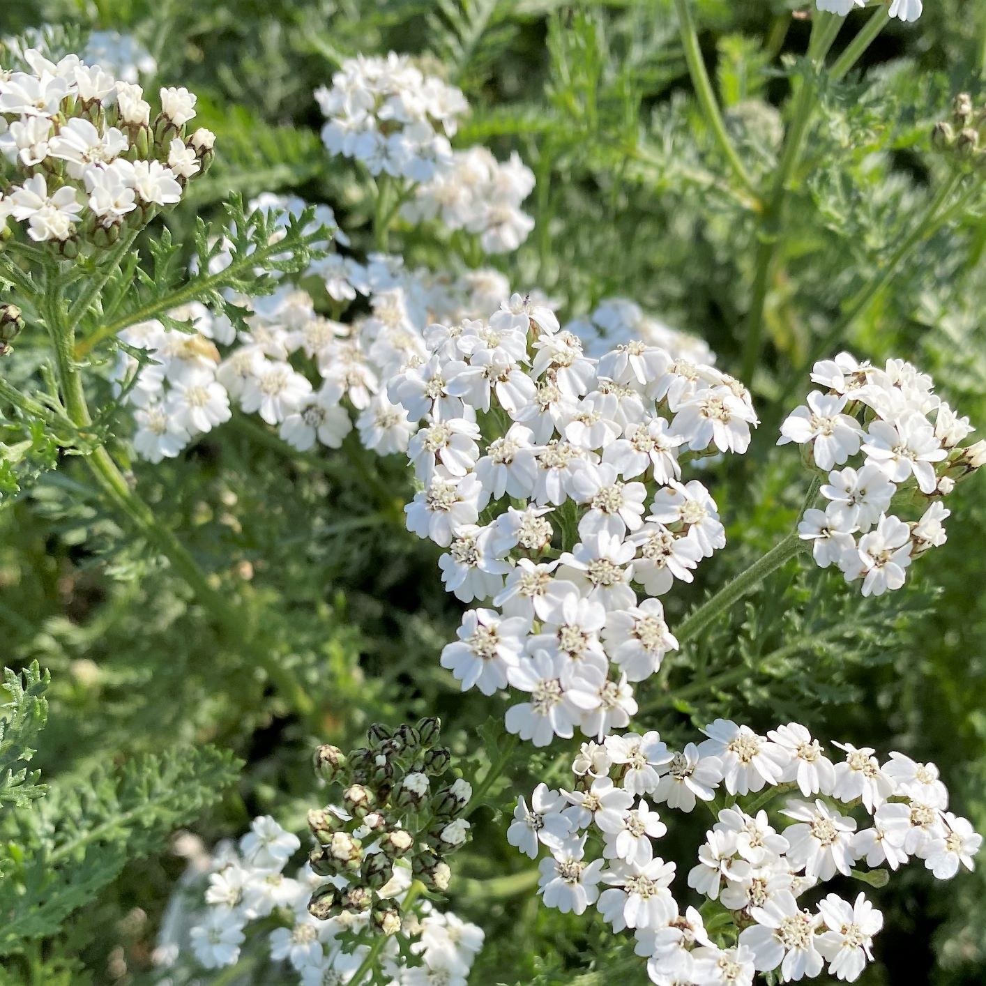 Achillea sp. New Vintage White 1G