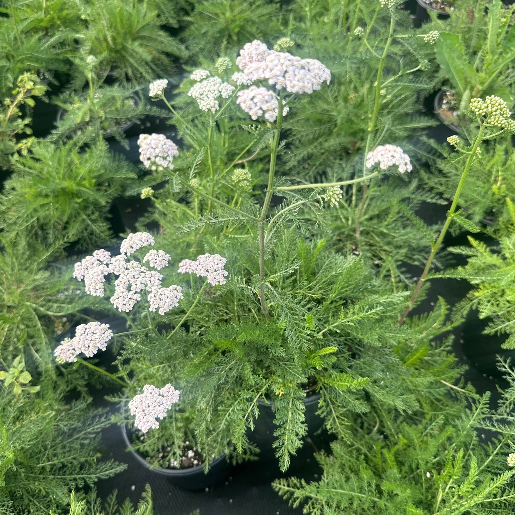 Achillea millefolium 1G