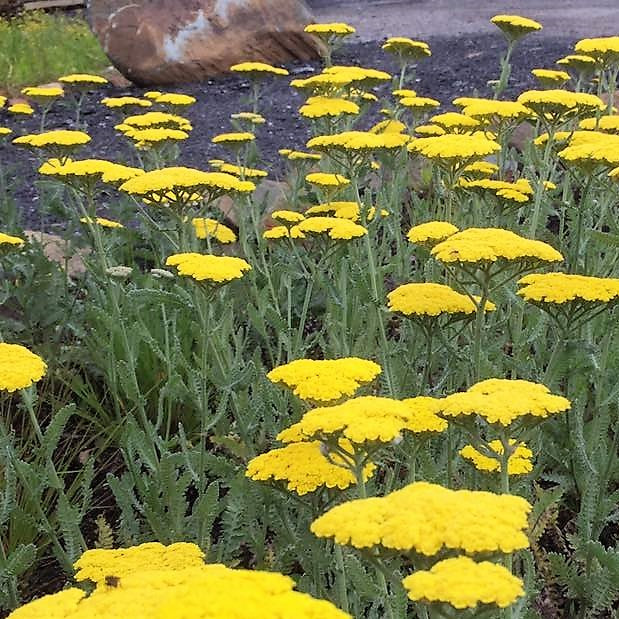 Achillea x Moonshine 1G