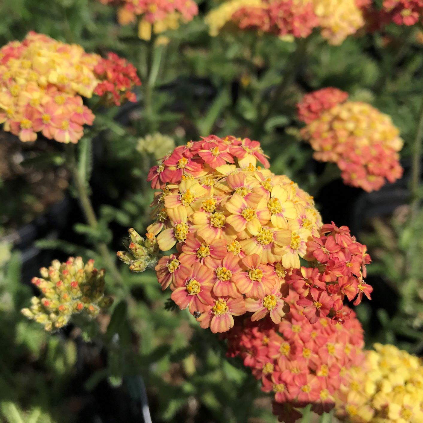 Achillea x Terracotta 1G