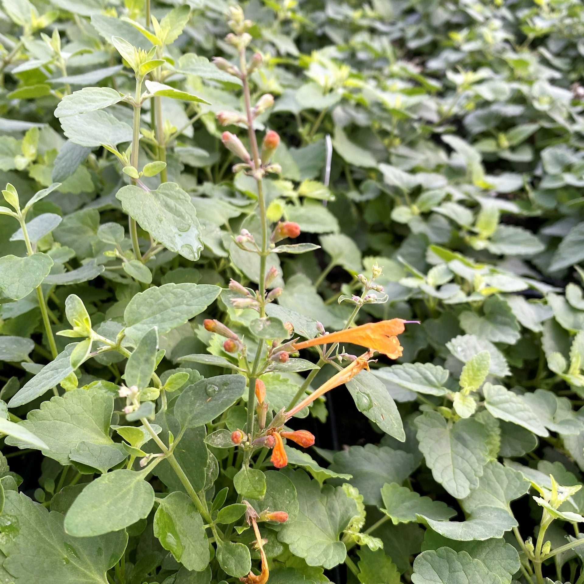 Agastache aurantiaca Tango 1Q
