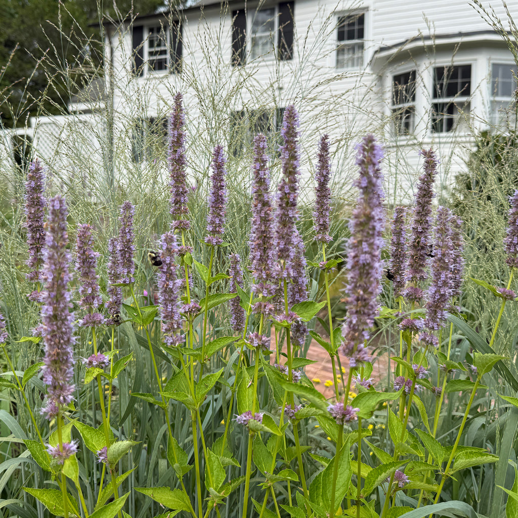Agastache x Blue Fortune 1G