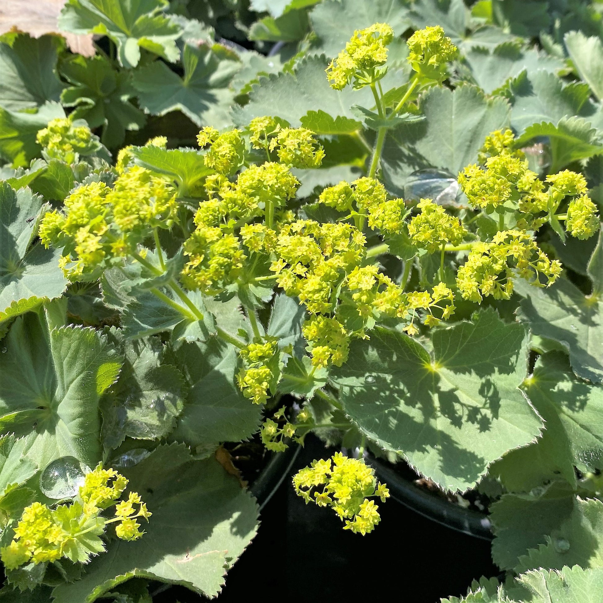 Alchemilla mollis 1G