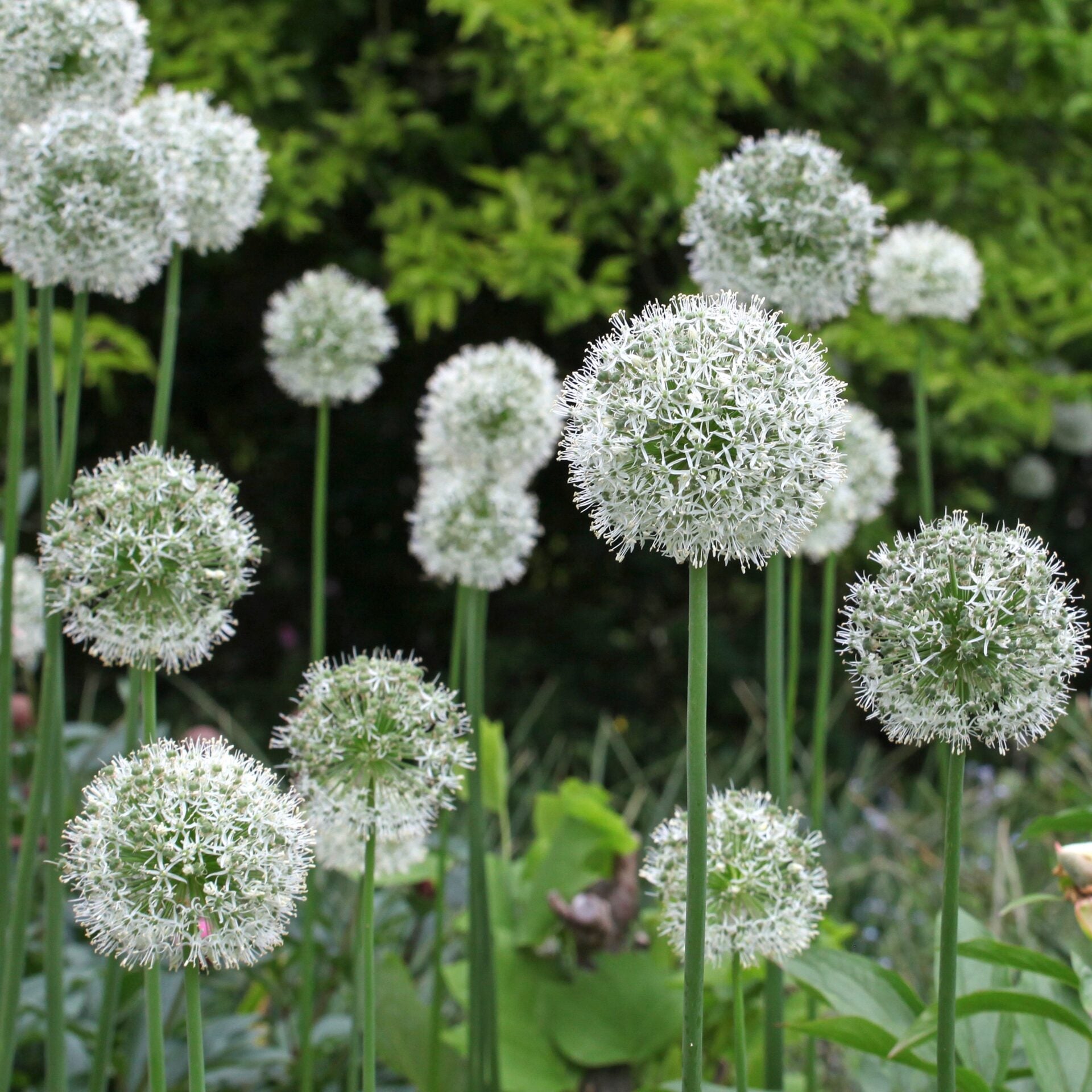 Allium stipitatum Mount Everest 1G