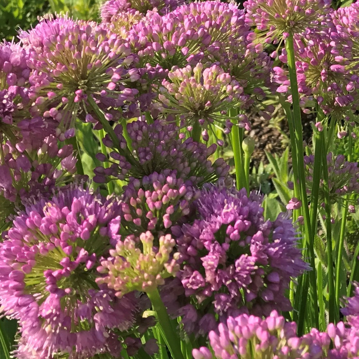 Allium x Millenium DP50