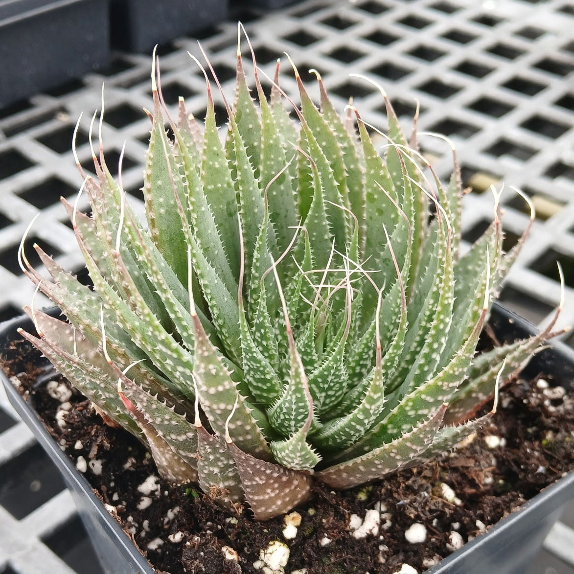 Aloe aristata 1Q