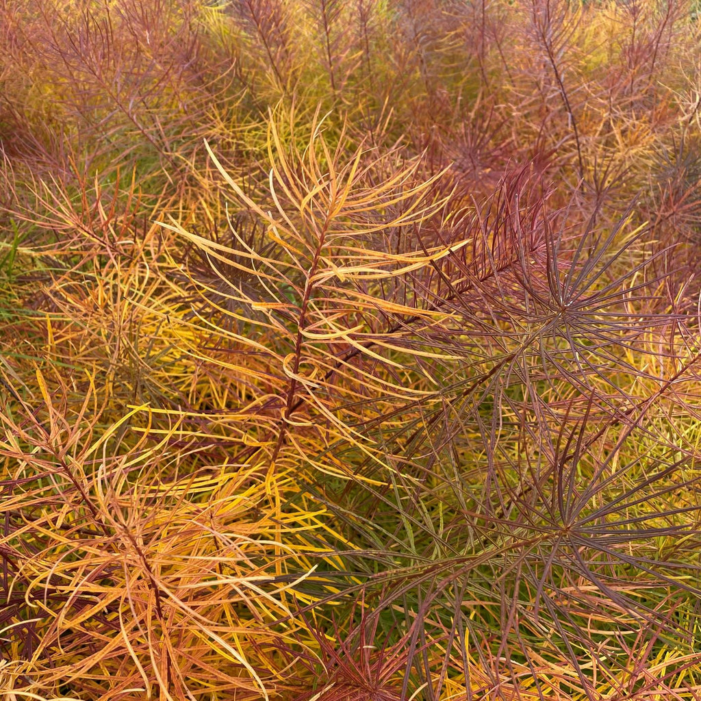Amsonia hubrichtii DP50