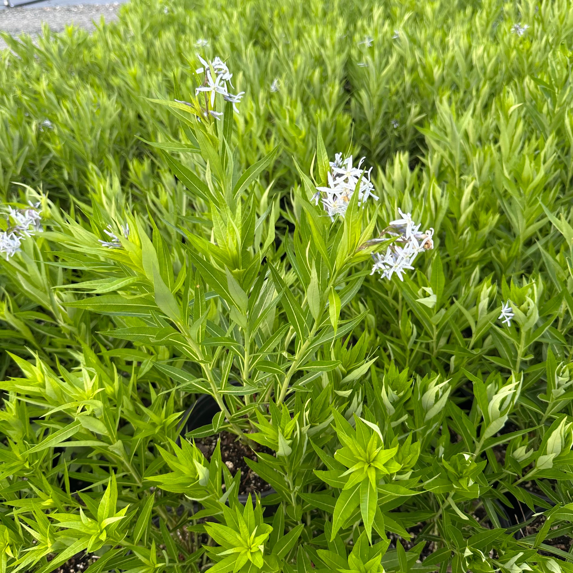 Amsonia illustris 1G